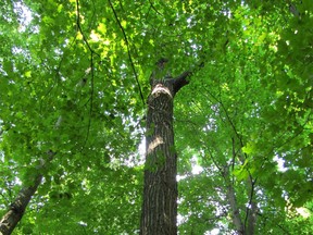 Nature Conservancy of Canada