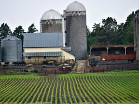 Corn yields have been good in key growing regions such as the U.S. and Russia.