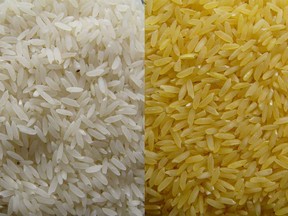 Golden Rice Project