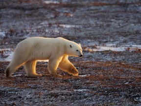 Paul J. Richards/AFP/Getty Images