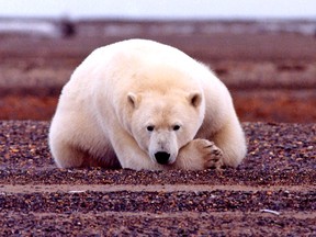 A Polar bear rests along the Beaufort Sea Coastline of Alaska.