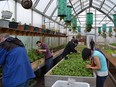 All images courtesy of Iqaluit Community Greenhouse Society