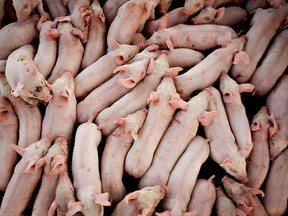 “There’s no doubt Canada is benefitting from those Mexican tariffs,” said Gary Stordy, director of government and corporate affairs at the Canadian Pork Council. "There’s still a significant amount of U.S. pork going into Mexico even with the tariffs, but we have certainly picked up sales on the periphery.”