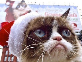 Grumpy Cat's piercing stare and air of withering contempt has proved astonishingly lucrative for the cat’s owner, Tabatha Bundesen of Morristown, Arizona.
