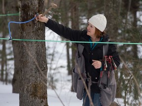 Angèle Grenier, a maple syrup producer, taps maple trees in the "sugar bush" woods on her property as a part of the process of making maple syrup in Sainte-Clotilde, QC.
