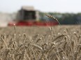 Until three years ago and for 75 years, the Canada Wheat Board was the sole legal buyer and seller of wheat and barley for human consumption, assuming confiscatory authority over the entire western Canadian supply.