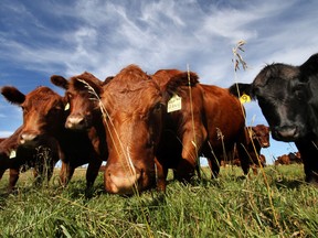 Alberta raises more cattle than any other province.