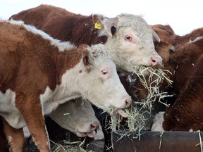 Farmers in western Canada are struggling with a quarantine over bovine tuberculosis.