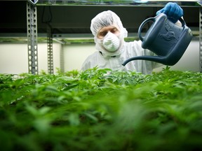 Collège Communautaire in New Brunswick is planning to offer a course on growing marijuana in preparation for the legalization of a recreational industry.