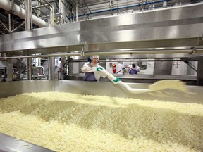 A worker helps prepare parmesan cheese at Agropur's cheese factory north of Lethbridge.