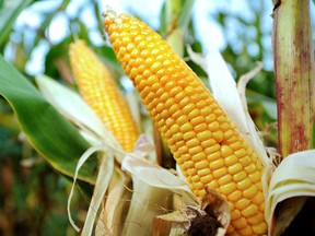 U.S. corn inventories are set to drop before the 2018 harvest as farmers curb plantings and demand stays robust