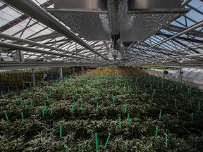 Rows of cannabis grows in Aphria's greenhouse.