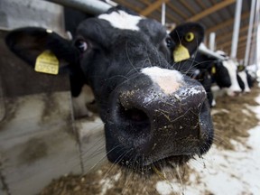 "We know that market access will increase and it’s likely we’ll need less domestic milk but we don’t know how much. So we’re just writing cheques," says Sylvain Charlebois of Dalhousie University, of the dairy payouts.