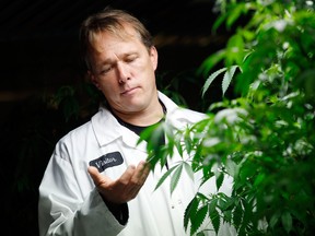 Bruce Linton, chief executive of Canopy Growth Corp., checks some of his medical marijuana plants at the  facility in Smith Falls, Ont.