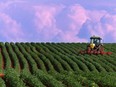 A potato field in P.E.I.