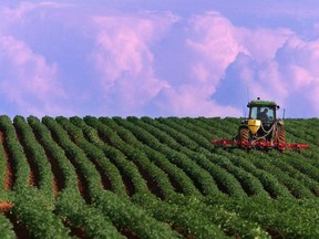 A potato field in P.E.I.