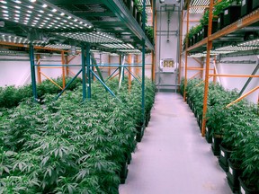 Growing cannabis plants intended for the medical marijuana market are shown at OrganiGram in Moncton.