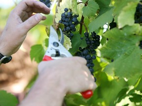 Grapes are picked at a Canadian winery.