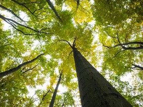 Low angle view of tall trees