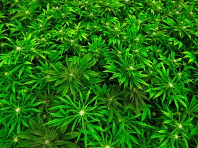 Tilray plans to build a marijuana production operation north of Lisbon.