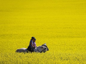 Exports of Canadian canola to China have soared in recent years, amounting to nearly half of all purchases originating from the Asian nation and totalling $2 billion in sales in 2015.