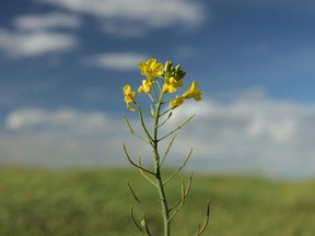 Canada and China are The countries are locked in a dispute over the amount of foreign material — such as other crops and weeds — found in Canadian canola exports to China.