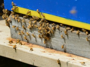 Hives containing 300,000 bees at Western University in London, Ontario