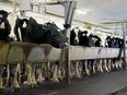 Cows attached to milker units at the London Dairy Farm