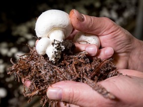 The mushroom market keeps growing, with sales of the fresh Canadian fungi climbing about three to five per cent annually for the past five years.