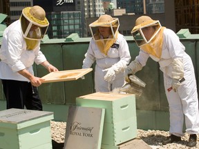 The Royal York in 2008 was the first Fairmont Hotels & Resorts property to get a beehive, followed by the Waterfront in Vancouver.