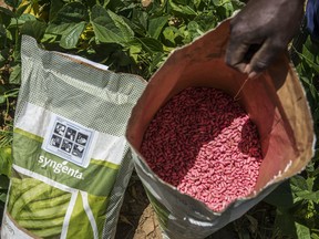 A farmer handles a bag of Syngenta AG bean seeds in a field of planted Syngenta bean crops on a farm near Johannesburg, South Africa.