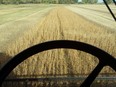 Point of view photograph of Toban Dyck harvesting his soybeans.