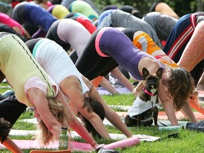 Betty the dog looks on as over 300 yoga enthusiasts move into the downward dog yoga pose, during the 2nd annual Yoga in the Park event, put on by Lululemon, in Louise McKinney Park, Saturday, Aug. 14, 2010.