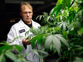 Canopy Growth CEO Bruce Linton checks medical marijuana plants at the Smiths Falls facility.