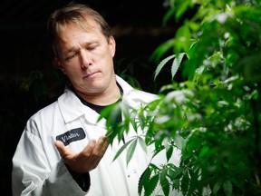 Bruce Linton, chairman and CEO of Canopy Growth checks some marijuana plants.