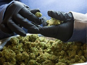 An employee inspects medicinal marijuana buds at Tweed INC., in Smith Falls, Ontario.