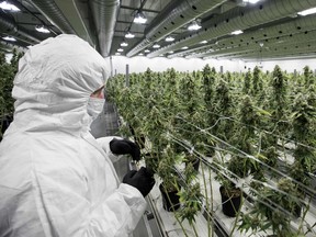 An employee inspects marijuana plants inside the flowering room at Tweed Inc., in Smith Falls, Ont.