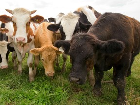 U.S. dairy groups are calling on Donald Trump to set his sights on Canada's 'protectionist' dairy practices as he seeks to safeguard American jobs.