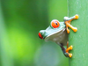 Frogs ,apparently, don't notice when the temperature of water on the boil is rising until it's too late. For Canadians that boiling water is rising government deficit spending.