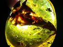 The scientific community went wild over this piece of amber, found in a gem market in Kachin State, Myanmar, that encases an intact dinosaur tail with blood, feathers and soft tissue. Turmoil-ridden Kachin is home to an amber trade valued at $1 billion a year.