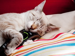 Kitty got tired watching so many videos of its cousins frolicking with mice, but won't  hand over the remote.