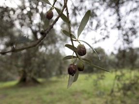 Damaged olives