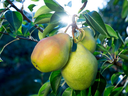The Cold Snap pear was developed to be more temperature tolerant.