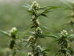 Flowering marijuana plants at Canopy Growth’s plant in Smiths Falls, Ont.