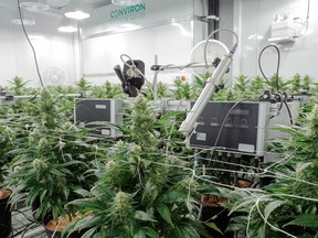 High-tech monitoring equipment within the grow chamber ensures a superior product that is organically grown and pesticide-free.