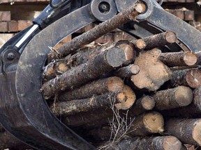 Workers pile logs at a softwood lumber sawmill in Saguenay, Que.