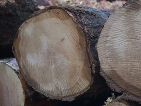 Fresh cut logs are stacked after being harvested by loggers near Youbou, B.C.