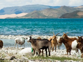 Cashmere goats lakeside in Mongolia.