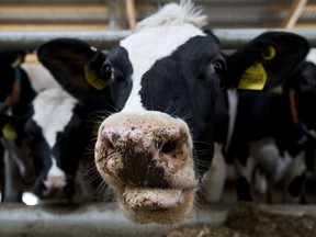 Donald Trump’s public dig at Canada and its dairy farmers has re-ignited calls from other countries for a complaint to the World Trade Organization.