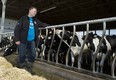 Murray Sherk, 54, among some of the approximately 125 dairy cows that he milks regularly in the barns of his family's Pinehill Dairy in Wilmot, Ont. Sherk's family has owned this farm for over 50 years.